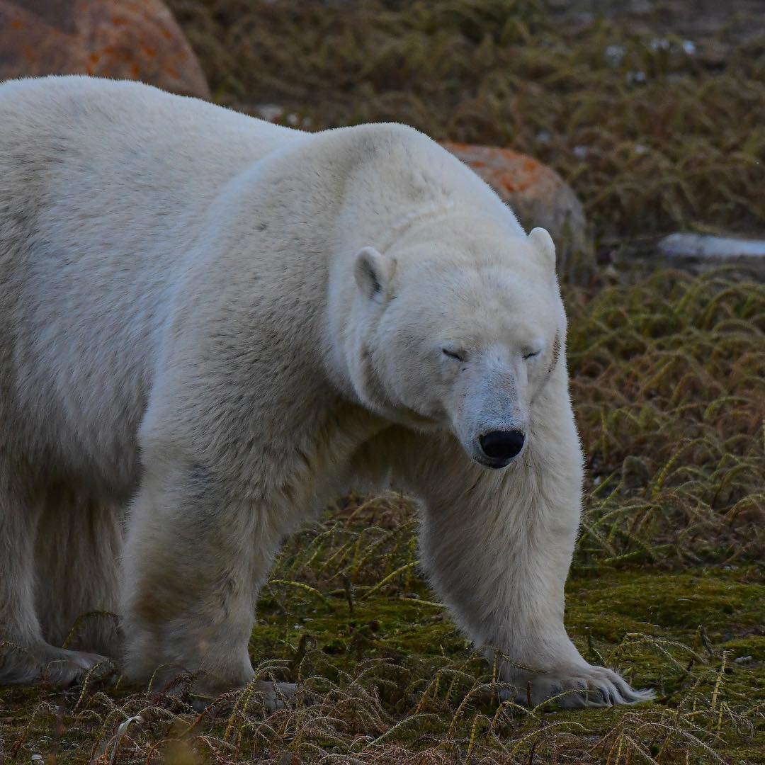 Polar Bear · Churchill MB